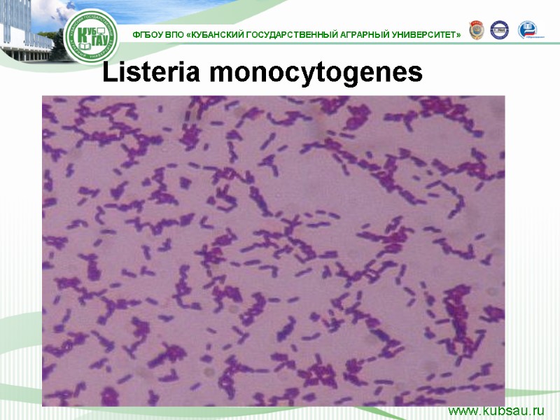 Listeria monocytogenes